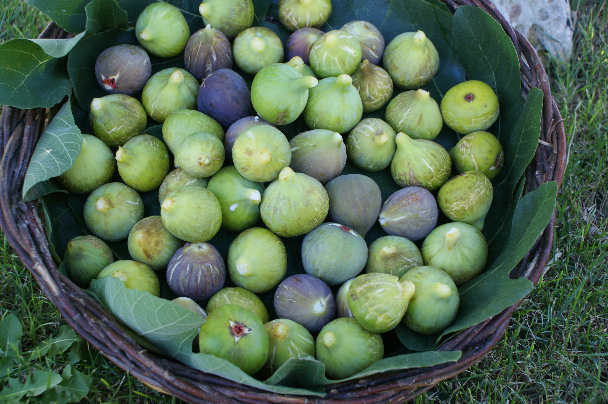 מרטינה פרנקה Masseria Chiancone Torricella מראה חיצוני תמונה