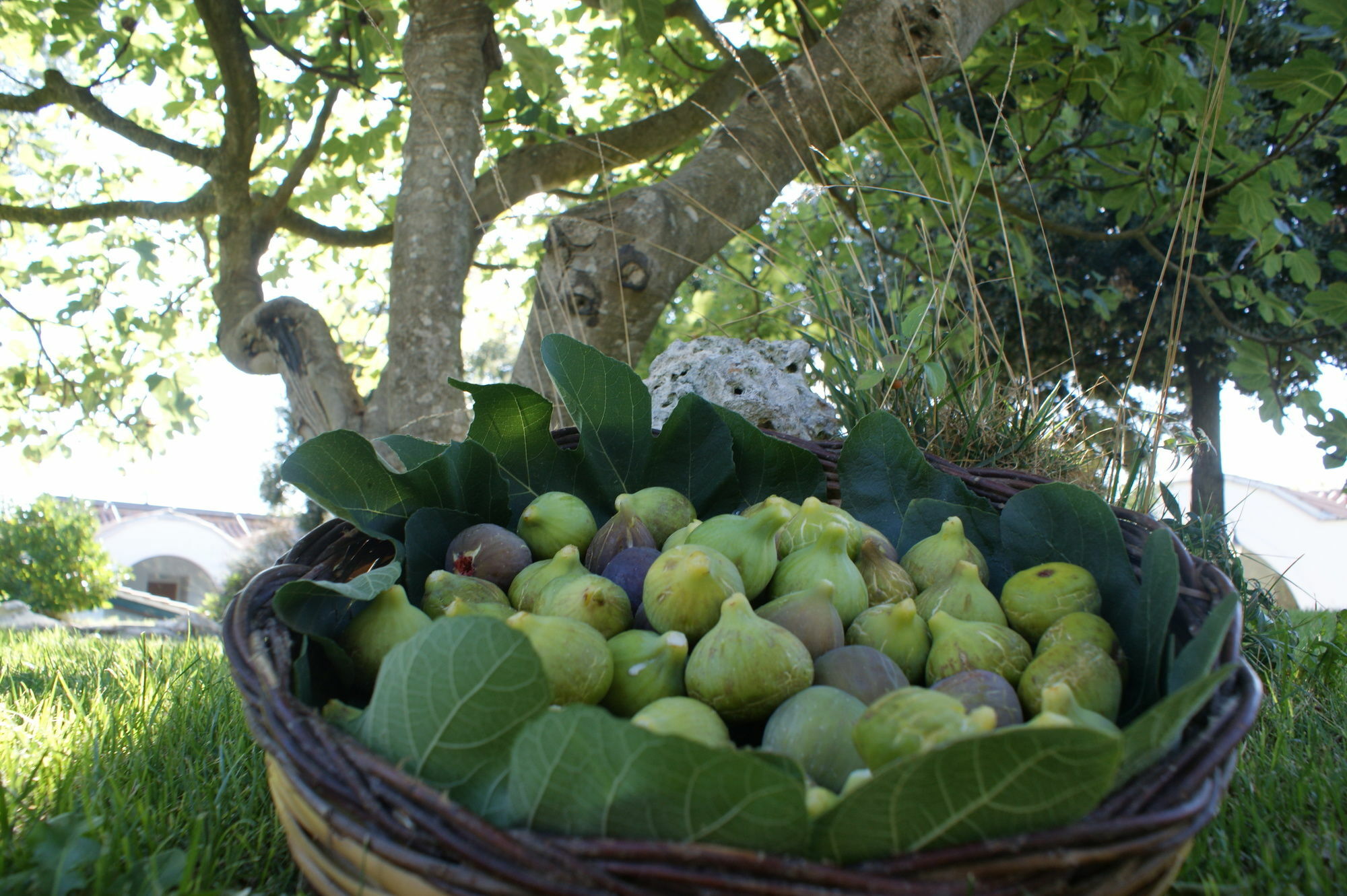 מרטינה פרנקה Masseria Chiancone Torricella מראה חיצוני תמונה